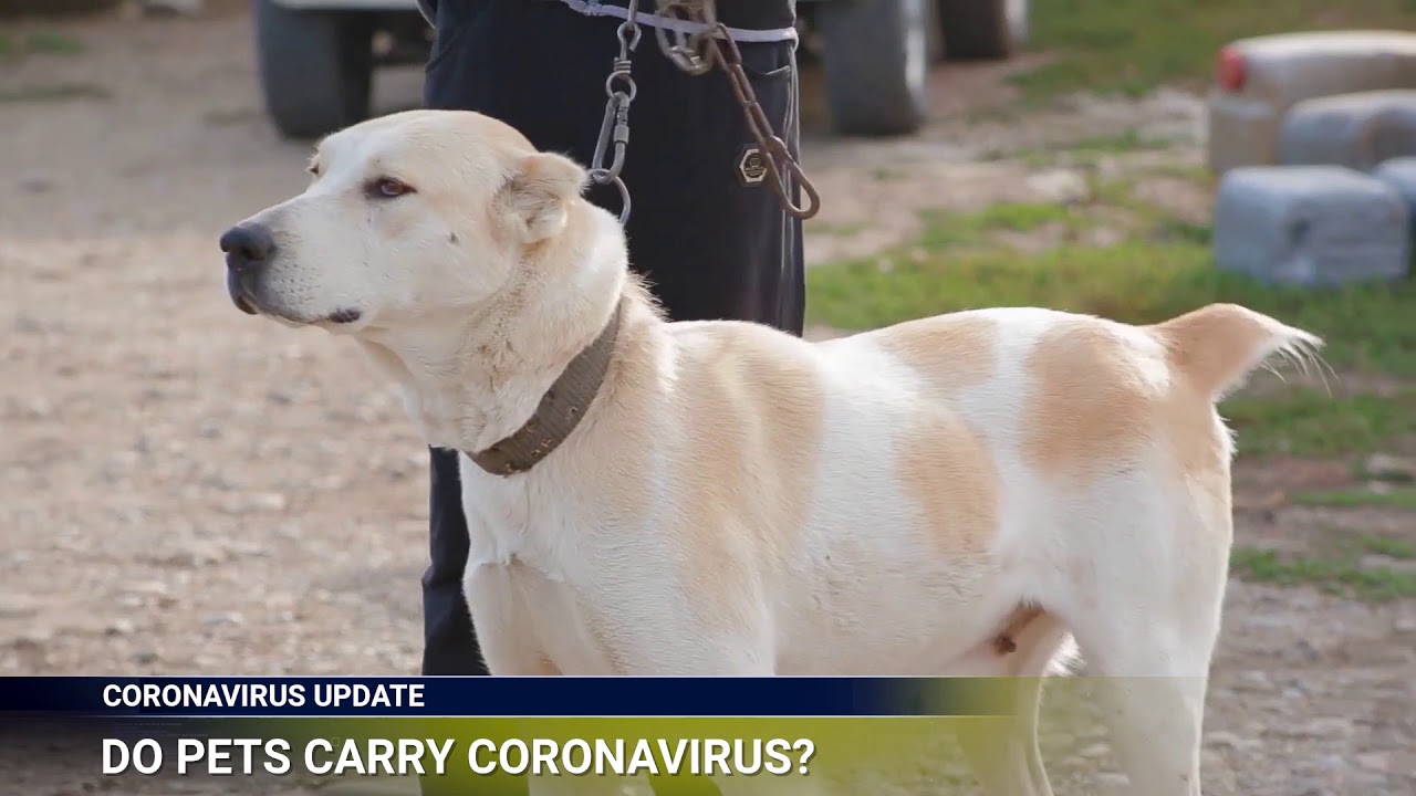 Coronavirus Update #12 - Can Your Pet Carry the Coronavirus?